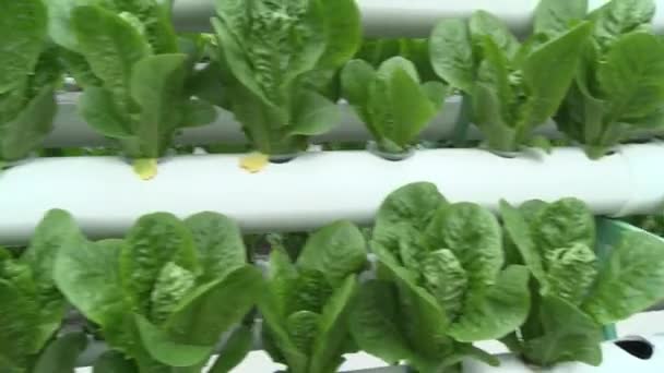 Lettuce Leaves Aquaponic Greenhouse — Stock Video