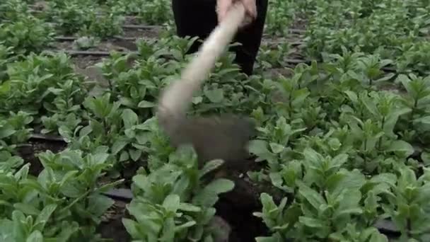 Lettuce Leaves Aquaponic Greenhouse — Stock Video