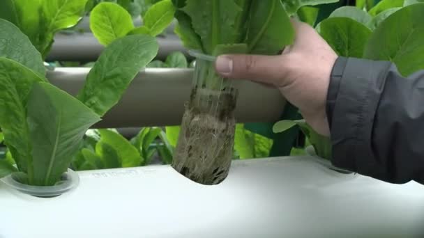 水耕栽培の温室にレタスを残し — ストック動画
