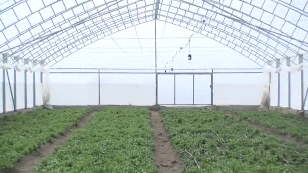 水生植物温室中的莴苣叶 — 图库视频影像