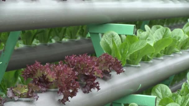 Folhas Alface Estufa Aquaponic — Vídeo de Stock