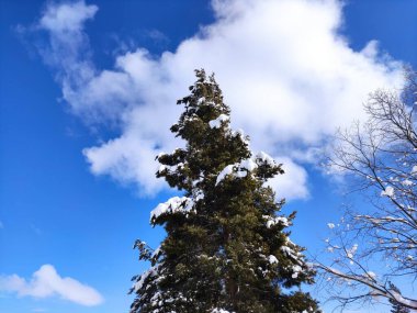 Güzel, karlı, donmuş orman