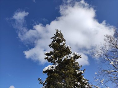 Güzel, karlı, donmuş orman