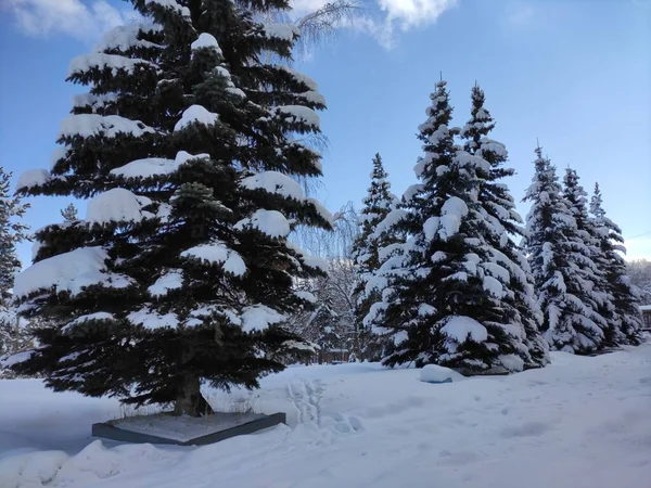 Beautiful Snowy Frozen Forest — Stock Photo, Image