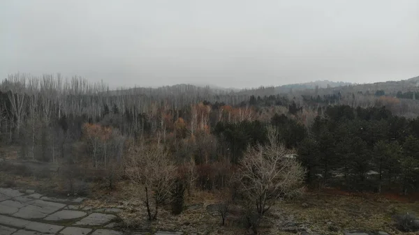 Paysages Dans Brume Forêt — Photo