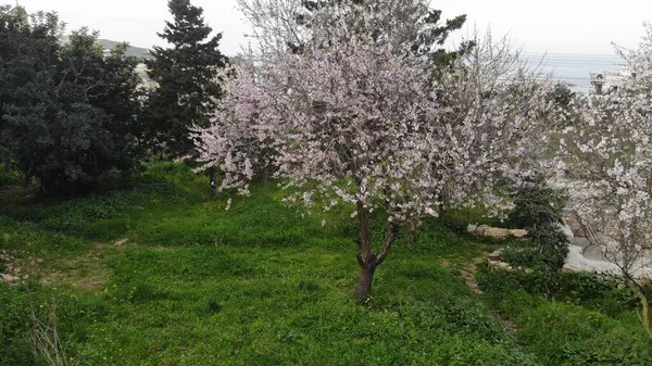 Bahçedeki güzel pembe ağaç
