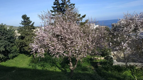 Beautiful Pink Tree Garden — Stock Photo, Image