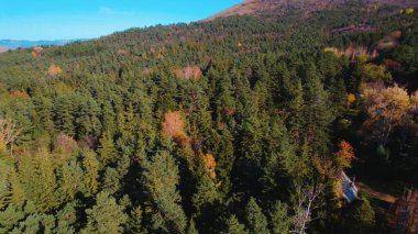 Avrupa 'da Güzel Yoğunluk Ormanı (124; 4K Hava Aracı: Lush Green Woodland Arazi Çekimi: 124; Doğal Çevre, Ağaçlar ve Vahşi Yaşam: 124; Huzurlu Doğa, Çevre, Çevre Turizmi ve Manzara Ormanı Fotoğrafı.