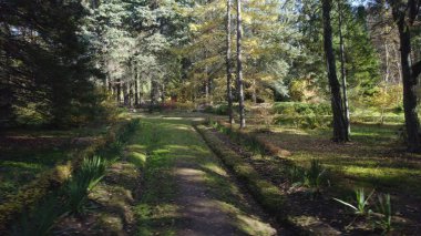 Avrupa 'da Güzel Yoğunluk Ormanı (124; 4K Hava Aracı: Lush Green Woodland Arazi Çekimi: 124; Doğal Çevre, Ağaçlar ve Vahşi Yaşam: 124; Huzurlu Doğa, Çevre, Çevre Turizmi ve Manzara Ormanı Fotoğrafı.