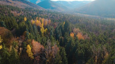 Avrupa 'da Güzel Yoğunluk Ormanı (124; 4K Hava Aracı: Lush Green Woodland Arazi Çekimi: 124; Doğal Çevre, Ağaçlar ve Vahşi Yaşam: 124; Huzurlu Doğa, Çevre, Çevre Turizmi ve Manzara Ormanı Fotoğrafı.