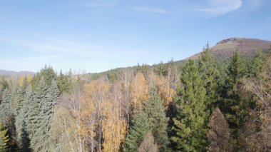 Avrupa 'da Güzel Yoğunluk Ormanı (124; 4K Hava Aracı: Lush Green Woodland Arazi Çekimi: 124; Doğal Çevre, Ağaçlar ve Vahşi Yaşam: 124; Huzurlu Doğa, Çevre, Çevre Turizmi ve Manzara Ormanı Fotoğrafı.