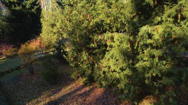 Avrupa 'daki Güzel Yoğunluk Ormanı (124; 4K Hava Aracı: Lush Green Woodland Manzarası 124; Doğal Çevre, Ağaçlar ve Yaban Hayatı - 124; Huzurlu Doğa, Çevre Turizmi ve Manzarası Ormanı  