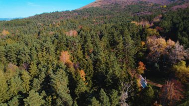 Avrupa 'daki Güzel Yoğunluk Ormanı (124; 4K Hava Aracı: Lush Green Woodland Manzarası 124; Doğal Çevre, Ağaçlar ve Yaban Hayatı - 124; Huzurlu Doğa, Çevre Turizmi ve Manzarası Ormanı  