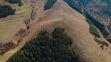 Avrupa 'daki Güzel Yoğunluk Ormanı (124; 4K Hava Aracı: Lush Green Woodland Manzarası 124; Doğal Çevre, Ağaçlar ve Yaban Hayatı - 124; Huzurlu Doğa, Çevre Turizmi ve Manzarası Ormanı