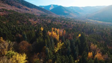 Avrupa 'da Güzel Yoğunluk Ormanı (124; 4K Hava Aracı: Lush Green Woodland Arazi Çekimi: 124; Doğal Çevre, Ağaçlar ve Vahşi Yaşam: 124; Huzurlu Doğa, Çevre, Çevre Turizmi ve Manzara Ormanı Fotoğrafı.