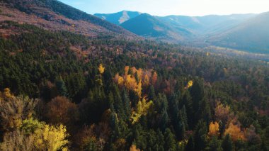 Avrupa 'da Güzel Yoğunluk Ormanı (124; 4K Hava Aracı: Lush Green Woodland Arazi Çekimi: 124; Doğal Çevre, Ağaçlar ve Vahşi Yaşam: 124; Huzurlu Doğa, Çevre, Çevre Turizmi ve Manzara Ormanı Fotoğrafı.