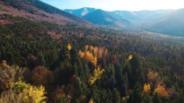 Avrupa 'da Güzel Yoğunluk Ormanı (124; 4K Hava Aracı: Lush Green Woodland Arazi Çekimi: 124; Doğal Çevre, Ağaçlar ve Vahşi Yaşam: 124; Huzurlu Doğa, Çevre, Çevre Turizmi ve Manzara Ormanı Fotoğrafı.