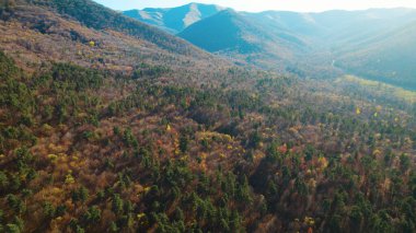 Avrupa 'da Güzel Yoğunluk Ormanı (124; 4K Hava Aracı: Lush Green Woodland Arazi Çekimi: 124; Doğal Çevre, Ağaçlar ve Vahşi Yaşam: 124; Huzurlu Doğa, Çevre, Çevre Turizmi ve Manzara Ormanı Fotoğrafı.