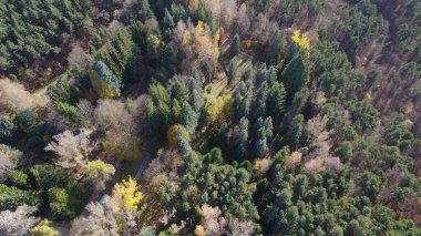 Avrupa 'da Güzel Yoğunluk Ormanı (124; 4K Hava Aracı: Lush Green Woodland Arazi Çekimi: 124; Doğal Çevre, Ağaçlar ve Vahşi Yaşam: 124; Huzurlu Doğa, Çevre, Çevre Turizmi ve Manzara Ormanı Fotoğrafı.