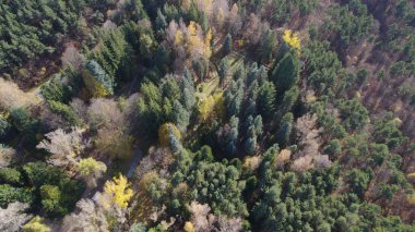 Avrupa 'da Güzel Yoğunluk Ormanı (124; 4K Hava Aracı: Lush Green Woodland Arazi Çekimi: 124; Doğal Çevre, Ağaçlar ve Vahşi Yaşam: 124; Huzurlu Doğa, Çevre, Çevre Turizmi ve Manzara Ormanı Fotoğrafı.