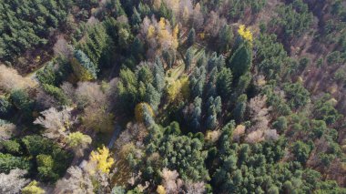 Avrupa 'da Güzel Yoğunluk Ormanı (124; 4K Hava Aracı: Lush Green Woodland Arazi Çekimi: 124; Doğal Çevre, Ağaçlar ve Vahşi Yaşam: 124; Huzurlu Doğa, Çevre, Çevre Turizmi ve Manzara Ormanı Fotoğrafı.