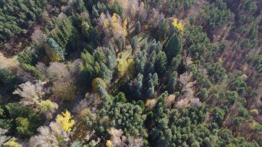 Avrupa 'da Güzel Yoğunluk Ormanı (124; 4K Hava Aracı: Lush Green Woodland Arazi Çekimi: 124; Doğal Çevre, Ağaçlar ve Vahşi Yaşam: 124; Huzurlu Doğa, Çevre, Çevre Turizmi ve Manzara Ormanı Fotoğrafı.