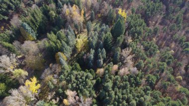 Avrupa 'da Güzel Yoğunluk Ormanı (124; 4K Hava Aracı: Lush Green Woodland Arazi Çekimi: 124; Doğal Çevre, Ağaçlar ve Vahşi Yaşam: 124; Huzurlu Doğa, Çevre, Çevre Turizmi ve Manzara Ormanı Fotoğrafı.