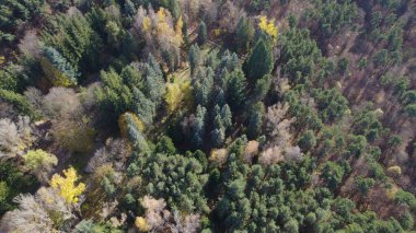 Avrupa 'da Güzel Yoğunluk Ormanı (124; 4K Hava Aracı: Lush Green Woodland Arazi Çekimi: 124; Doğal Çevre, Ağaçlar ve Vahşi Yaşam: 124; Huzurlu Doğa, Çevre, Çevre Turizmi ve Manzara Ormanı Fotoğrafı.