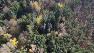 Avrupa 'da Güzel Yoğunluk Ormanı (124; 4K Hava Aracı: Lush Green Woodland Arazi Çekimi: 124; Doğal Çevre, Ağaçlar ve Vahşi Yaşam: 124; Huzurlu Doğa, Çevre, Çevre Turizmi ve Manzara Ormanı Fotoğrafı.