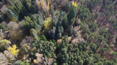 Avrupa 'da Güzel Yoğunluk Ormanı (124; 4K Hava Aracı: Lush Green Woodland Arazi Çekimi: 124; Doğal Çevre, Ağaçlar ve Vahşi Yaşam: 124; Huzurlu Doğa, Çevre, Çevre Turizmi ve Manzara Ormanı Fotoğrafı.