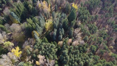 Avrupa 'da Güzel Yoğunluk Ormanı (124; 4K Hava Aracı: Lush Green Woodland Arazi Çekimi: 124; Doğal Çevre, Ağaçlar ve Vahşi Yaşam: 124; Huzurlu Doğa, Çevre, Çevre Turizmi ve Manzara Ormanı Fotoğrafı.