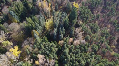 Avrupa 'da Güzel Yoğunluk Ormanı (124; 4K Hava Aracı: Lush Green Woodland Arazi Çekimi: 124; Doğal Çevre, Ağaçlar ve Vahşi Yaşam: 124; Huzurlu Doğa, Çevre, Çevre Turizmi ve Manzara Ormanı Fotoğrafı.