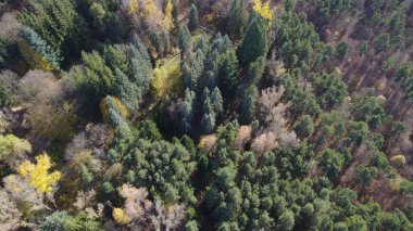 Avrupa 'da Güzel Yoğunluk Ormanı (124; 4K Hava Aracı: Lush Green Woodland Arazi Çekimi: 124; Doğal Çevre, Ağaçlar ve Vahşi Yaşam: 124; Huzurlu Doğa, Çevre, Çevre Turizmi ve Manzara Ormanı Fotoğrafı.