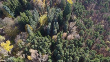 Avrupa 'da Güzel Yoğunluk Ormanı (124; 4K Hava Aracı: Lush Green Woodland Arazi Çekimi: 124; Doğal Çevre, Ağaçlar ve Vahşi Yaşam: 124; Huzurlu Doğa, Çevre, Çevre Turizmi ve Manzara Ormanı Fotoğrafı.