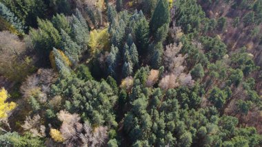 Avrupa 'da Güzel Yoğunluk Ormanı (124; 4K Hava Aracı: Lush Green Woodland Arazi Çekimi: 124; Doğal Çevre, Ağaçlar ve Vahşi Yaşam: 124; Huzurlu Doğa, Çevre, Çevre Turizmi ve Manzara Ormanı Fotoğrafı.