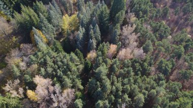 Avrupa 'da Güzel Yoğunluk Ormanı (124; 4K Hava Aracı: Lush Green Woodland Arazi Çekimi: 124; Doğal Çevre, Ağaçlar ve Vahşi Yaşam: 124; Huzurlu Doğa, Çevre, Çevre Turizmi ve Manzara Ormanı Fotoğrafı.