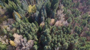 Avrupa 'da Güzel Yoğunluk Ormanı (124; 4K Hava Aracı: Lush Green Woodland Arazi Çekimi: 124; Doğal Çevre, Ağaçlar ve Vahşi Yaşam: 124; Huzurlu Doğa, Çevre, Çevre Turizmi ve Manzara Ormanı Fotoğrafı.