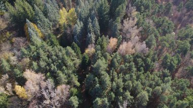 Avrupa 'da Güzel Yoğunluk Ormanı (124; 4K Hava Aracı: Lush Green Woodland Arazi Çekimi: 124; Doğal Çevre, Ağaçlar ve Vahşi Yaşam: 124; Huzurlu Doğa, Çevre, Çevre Turizmi ve Manzara Ormanı Fotoğrafı.