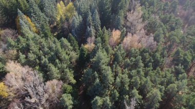 Avrupa 'da Güzel Yoğunluk Ormanı (124; 4K Hava Aracı: Lush Green Woodland Arazi Çekimi: 124; Doğal Çevre, Ağaçlar ve Vahşi Yaşam: 124; Huzurlu Doğa, Çevre, Çevre Turizmi ve Manzara Ormanı Fotoğrafı.