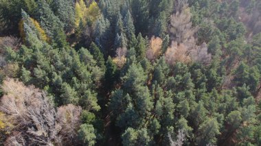 Avrupa 'da Güzel Yoğunluk Ormanı (124; 4K Hava Aracı: Lush Green Woodland Arazi Çekimi: 124; Doğal Çevre, Ağaçlar ve Vahşi Yaşam: 124; Huzurlu Doğa, Çevre, Çevre Turizmi ve Manzara Ormanı Fotoğrafı.