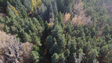 Avrupa 'da Güzel Yoğunluk Ormanı (124; 4K Hava Aracı: Lush Green Woodland Arazi Çekimi: 124; Doğal Çevre, Ağaçlar ve Vahşi Yaşam: 124; Huzurlu Doğa, Çevre, Çevre Turizmi ve Manzara Ormanı Fotoğrafı.