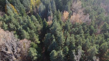 Avrupa 'da Güzel Yoğunluk Ormanı (124; 4K Hava Aracı: Lush Green Woodland Arazi Çekimi: 124; Doğal Çevre, Ağaçlar ve Vahşi Yaşam: 124; Huzurlu Doğa, Çevre, Çevre Turizmi ve Manzara Ormanı Fotoğrafı.