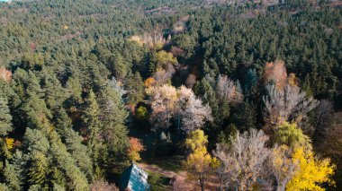 Avrupa 'da Güzel Yoğunluk Ormanı (124; 4K Hava Aracı: Lush Green Woodland Arazi Çekimi: 124; Doğal Çevre, Ağaçlar ve Vahşi Yaşam: 124; Huzurlu Doğa, Çevre, Çevre Turizmi ve Manzara Ormanı Fotoğrafı.