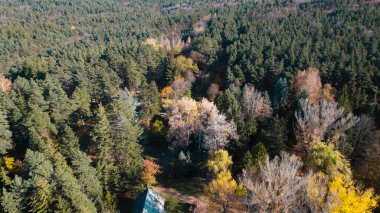 Avrupa 'da Güzel Yoğunluk Ormanı (124; 4K Hava Aracı: Lush Green Woodland Arazi Çekimi: 124; Doğal Çevre, Ağaçlar ve Vahşi Yaşam: 124; Huzurlu Doğa, Çevre, Çevre Turizmi ve Manzara Ormanı Fotoğrafı.