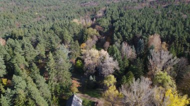 Avrupa 'da Güzel Yoğunluk Ormanı (124; 4K Hava Aracı: Lush Green Woodland Arazi Çekimi: 124; Doğal Çevre, Ağaçlar ve Vahşi Yaşam: 124; Huzurlu Doğa, Çevre, Çevre Turizmi ve Manzara Ormanı Fotoğrafı.