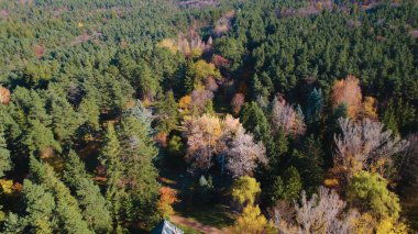 Avrupa 'da Güzel Yoğunluk Ormanı (124; 4K Hava Aracı: Lush Green Woodland Arazi Çekimi: 124; Doğal Çevre, Ağaçlar ve Vahşi Yaşam: 124; Huzurlu Doğa, Çevre, Çevre Turizmi ve Manzara Ormanı Fotoğrafı.