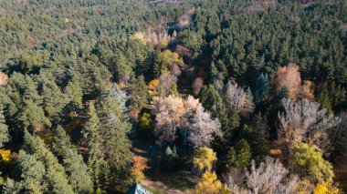 Avrupa 'da Güzel Yoğunluk Ormanı (124; 4K Hava Aracı: Lush Green Woodland Arazi Çekimi: 124; Doğal Çevre, Ağaçlar ve Vahşi Yaşam: 124; Huzurlu Doğa, Çevre, Çevre Turizmi ve Manzara Ormanı Fotoğrafı.