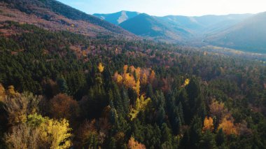 Avrupa 'da Güzel Yoğunluk Ormanı (124; 4K Hava Aracı: Lush Green Woodland Arazi Çekimi: 124; Doğal Çevre, Ağaçlar ve Vahşi Yaşam: 124; Huzurlu Doğa, Çevre, Çevre Turizmi ve Manzara Ormanı Fotoğrafı.