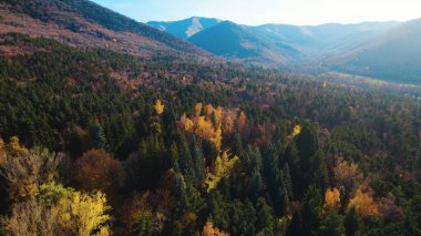 Avrupa 'da Güzel Yoğunluk Ormanı (124; 4K Hava Aracı: Lush Green Woodland Arazi Çekimi: 124; Doğal Çevre, Ağaçlar ve Vahşi Yaşam: 124; Huzurlu Doğa, Çevre, Çevre Turizmi ve Manzara Ormanı Fotoğrafı.