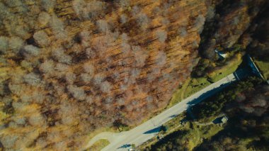 Avrupa 'da Güzel Yoğunluk Ormanı (124; 4K Hava Aracı: Lush Green Woodland Arazi Çekimi: 124; Doğal Çevre, Ağaçlar ve Vahşi Yaşam: 124; Huzurlu Doğa, Çevre, Çevre Turizmi ve Manzara Ormanı Fotoğrafı.